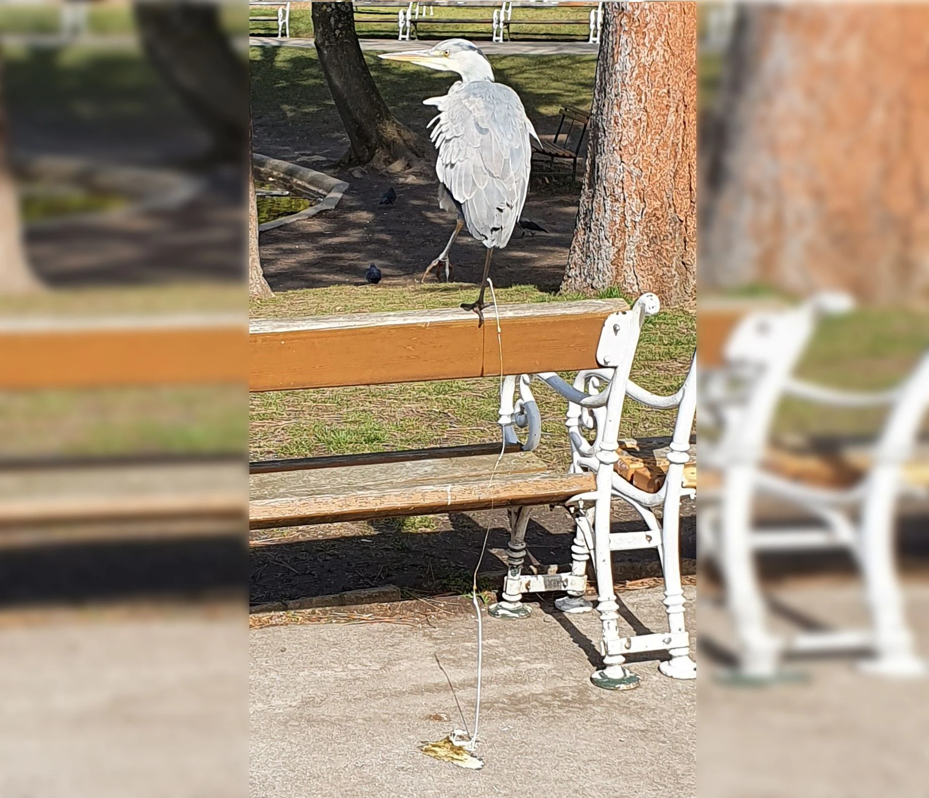 Ein Graureiher saß in Wien auf einer Parkbank.