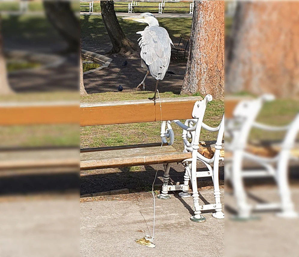 Ein Graureiher saß in Wien auf einer Parkbank.