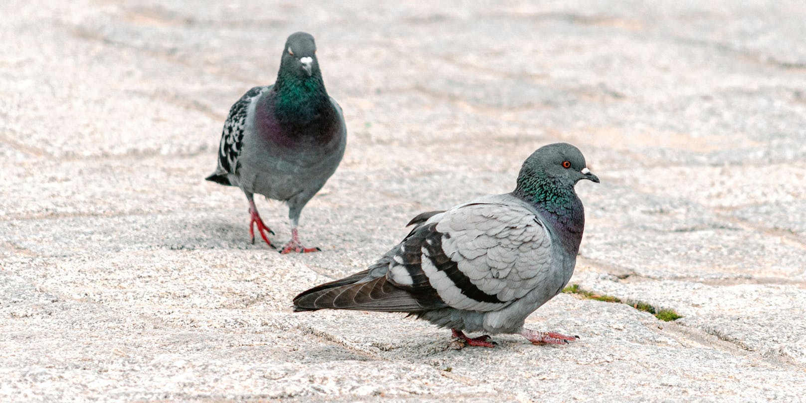 Ein Paar Tauben spaziert auf Kopfsteinpflaster dahin. Symbolfoto