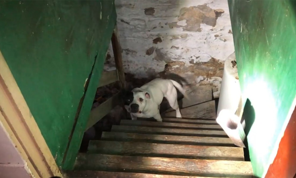 Wie herzlos kann jemand sein? Die Hündin war an einer kurzen Kette im Keller zurückgelassen worden. 