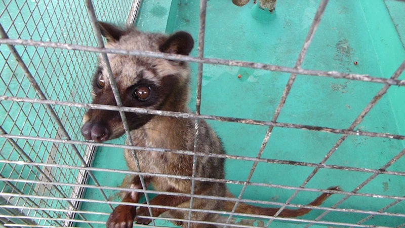 Auf Gitter- oder Spaltböden frissten die Tiere ein sehr trauriges Leben. 