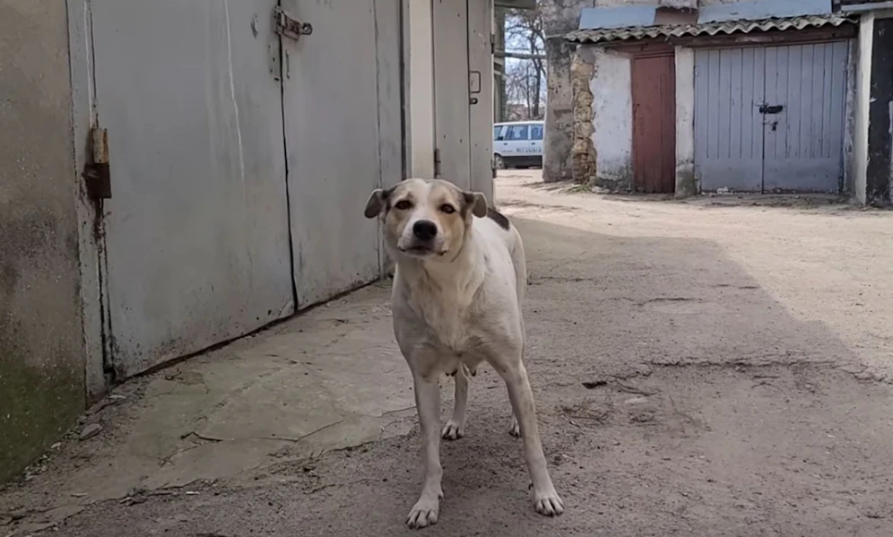 Die Hundemama suchte tagelang verzweifelt nach ihrem Nachwuchs. 