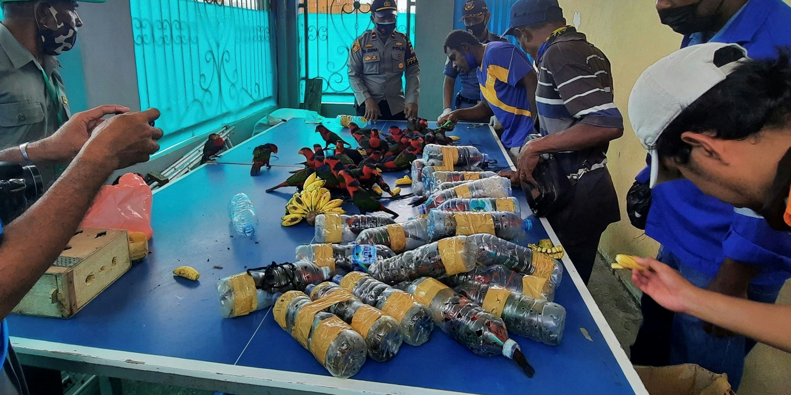 Papageien in Plastikflaschen geschmuggelt