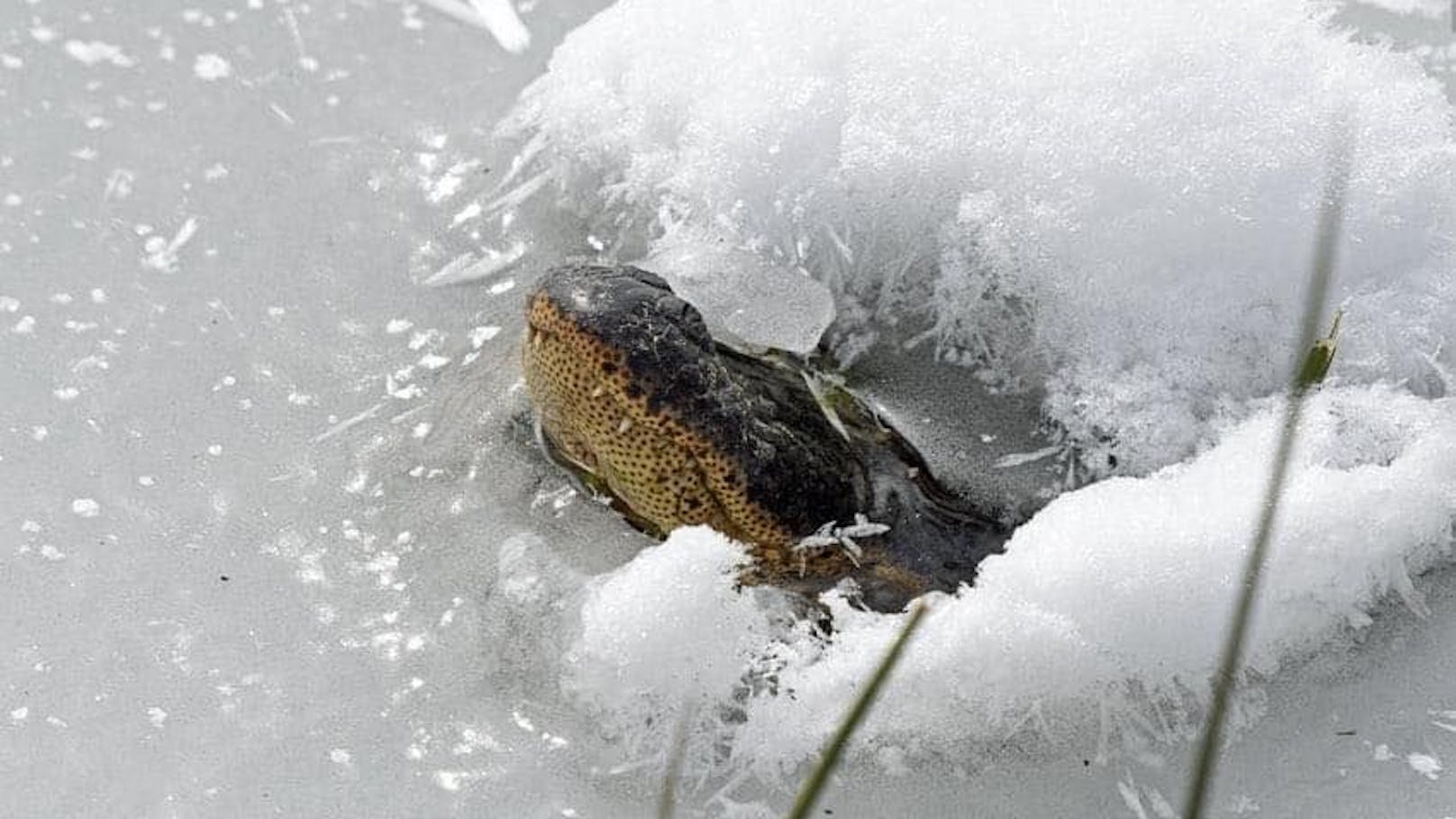Nicht blöd! Alligatoren und Krokodile lassen sich "einfrieren" und wieder auftauen. 
