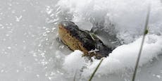 Cool! Alligatoren lassen sich einfach einfrieren