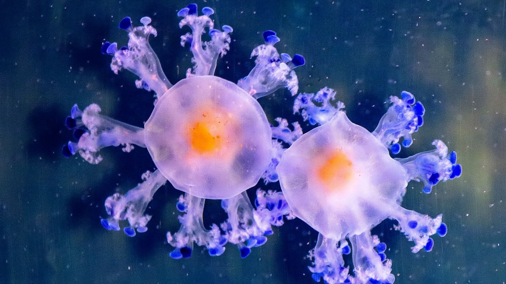 Also, die Ähnlichkeit zum Corona-Virus ist doch signifikant, oder? Es handelt sich hier aber um "Spiegelei-Quallen". 