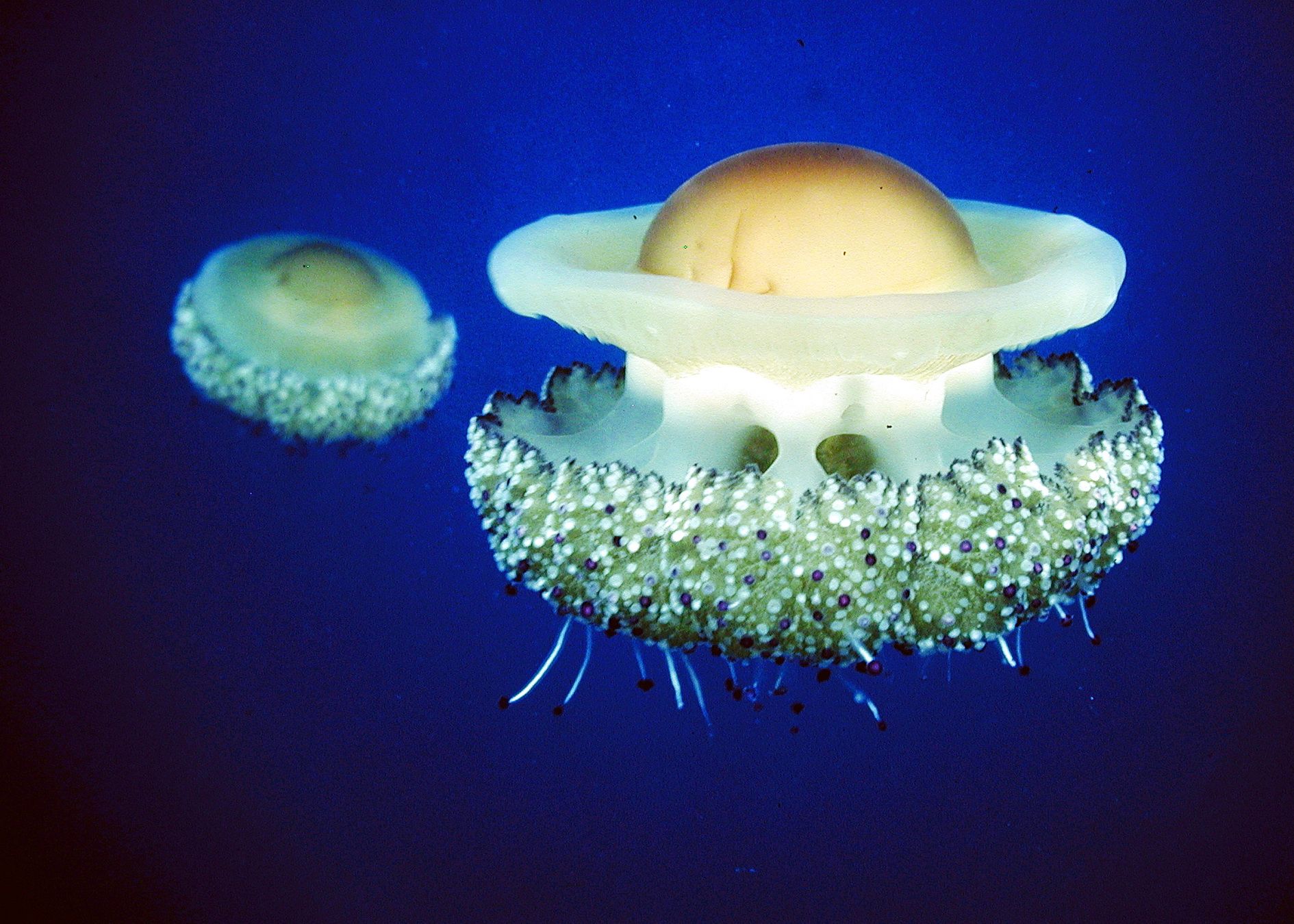 Den Namen verdanken diese Quallen dem dottergelben Fleck in der Mitte ihres weißlichen Schirmes