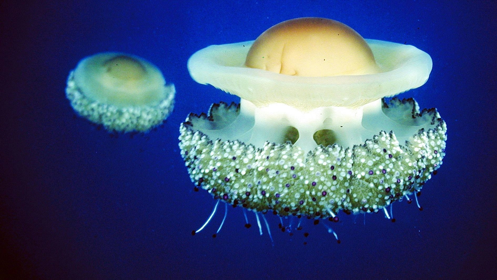 Den Namen verdanken diese Quallen dem dottergelben Fleck in der Mitte ihres weißlichen Schirmes