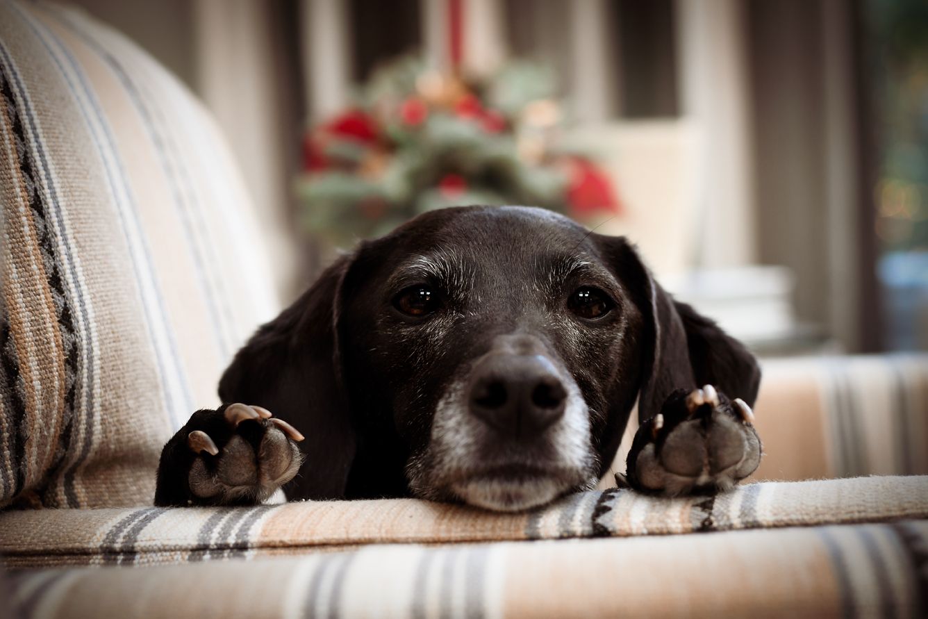 Können Hunde wirklich Lügen riechen? 