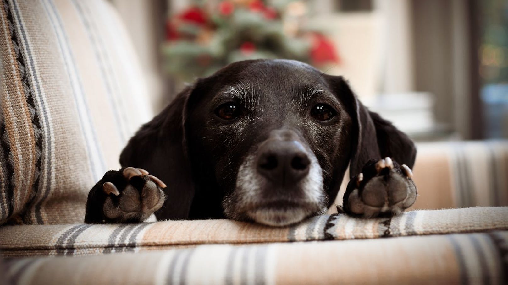 Können Hunde wirklich Lügen riechen? 