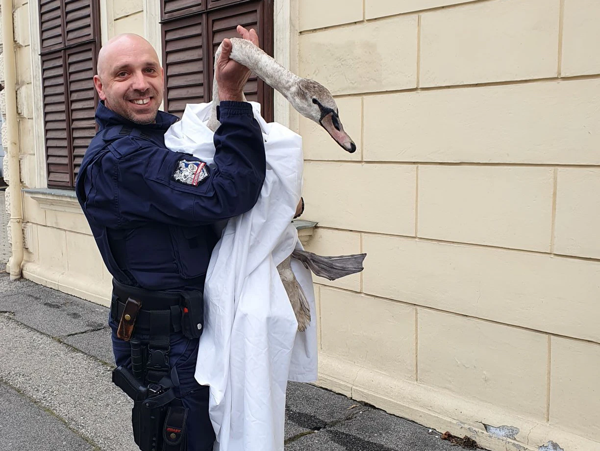 Der Polizist trug den Schwan zurück ins Wasser.