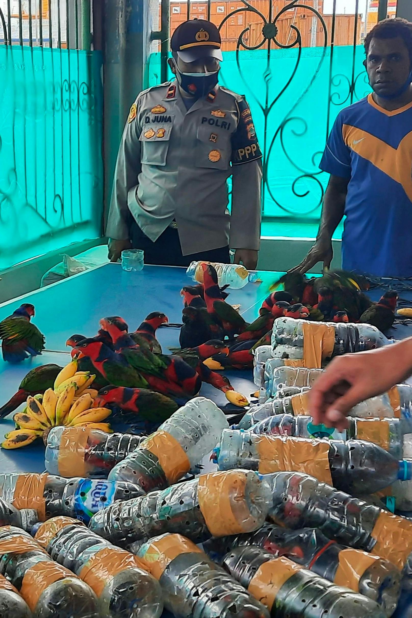 Papageien in Plastikflaschen geschmuggelt