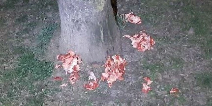 Diese Giftköder wurden nahe einer Hundewiese in Graz ausgelegt.