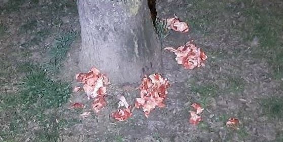 Diese Giftköder wurden nahe einer Hundewiese in Graz ausgelegt.
