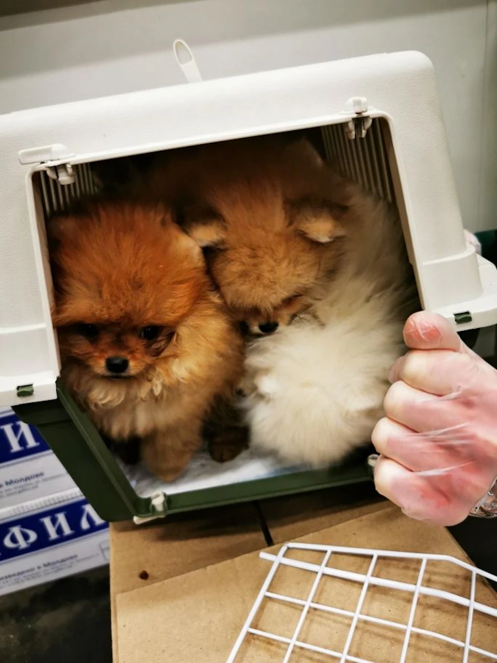 Die geretteten Hunde