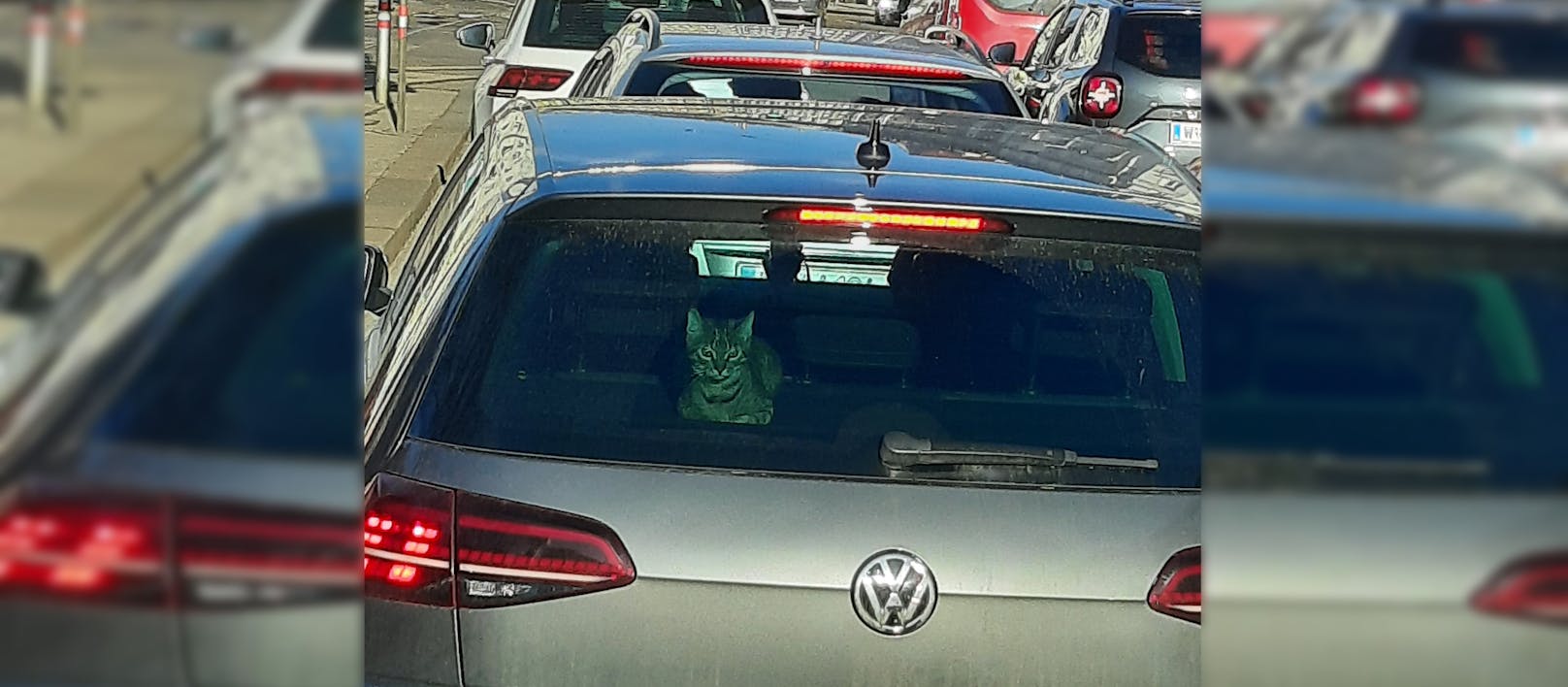Ob die Katze ein blinder Passagier ist, ist nicht ganz klar.