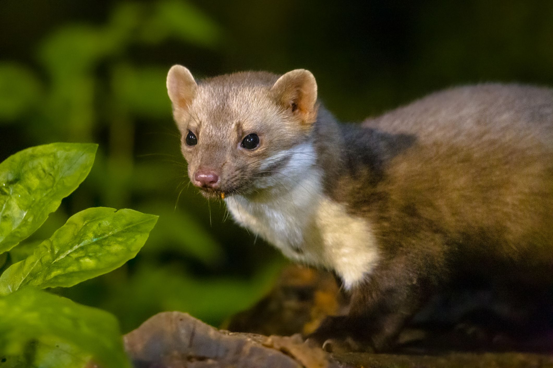 Aufgrund eines Marders wurde die Polizei alarmiert. 