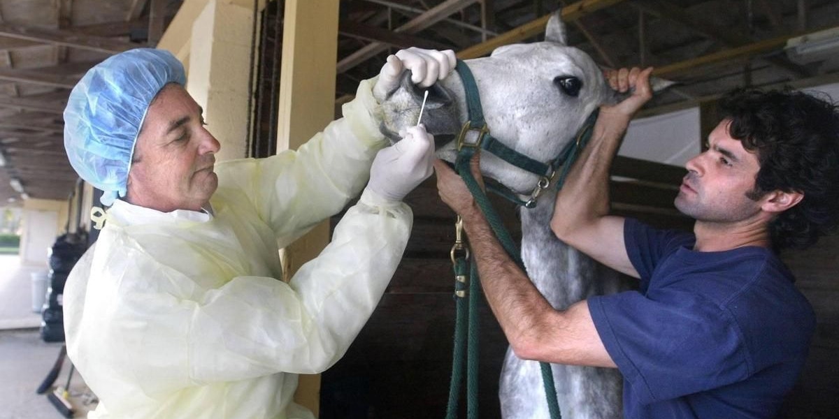 Im europäischen Reitsport greift ein aggressives Herpes-Virus um sich.