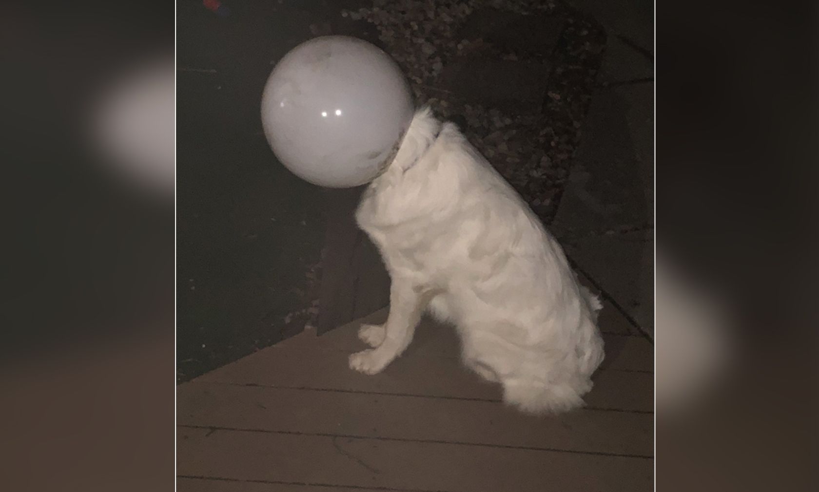 Da staunte Herrchen nicht schlecht.... "Ground Control to Major Tom"? 