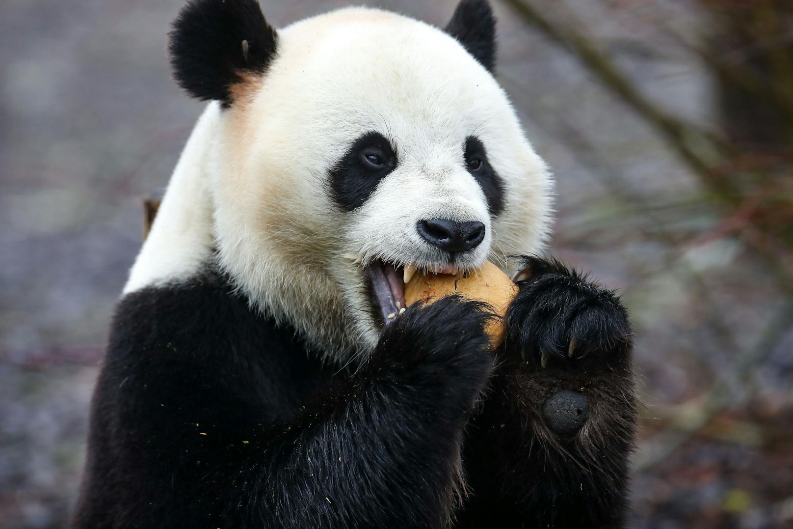 Pandamännchen verteidigen ihr Terrain gegen jeden "Feind". 