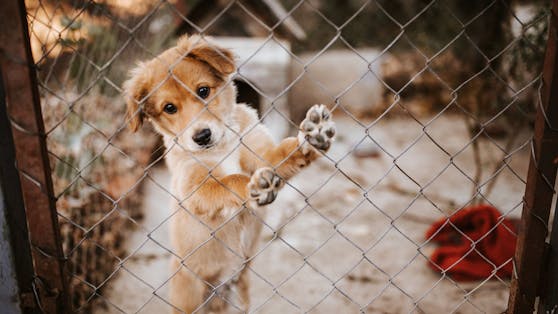 Bei einer Razzia in Suffolk flogen die Hundediebe auf.