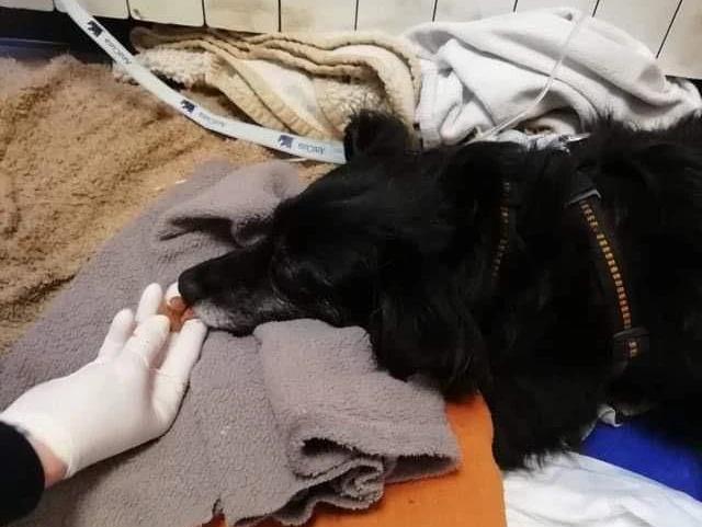 Mimi muss noch in der Tierklinik bleiben, erholt sich aber langsam.