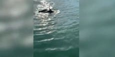 Delfin-Pärchen in Venedigs Canale Grande