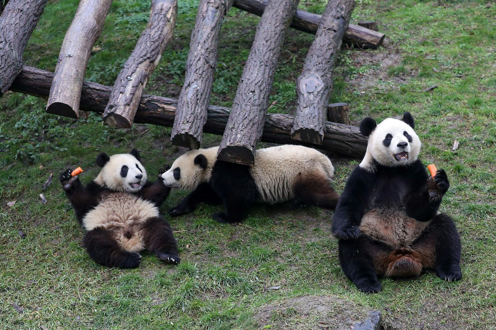 Insgesamt leben zurzeit fünf große Pandas im Tierpark. 