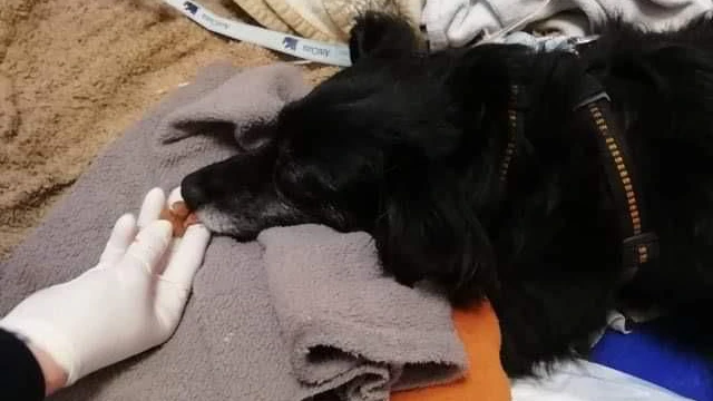Mimi muss noch die ganze Woche in der Tierklinik bleiben. 