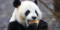 Panda griff Tierpfleger an - Mann wurde schwer verletzt