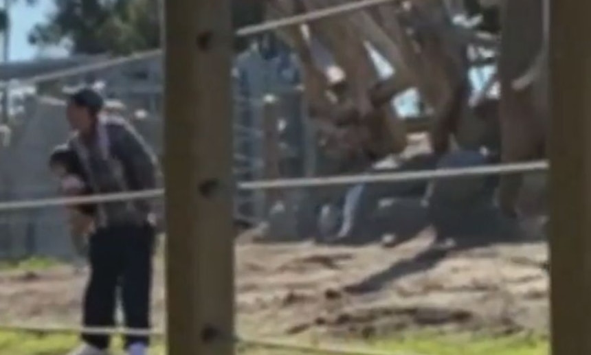 Wie dumm kann man - noch dazu als Vater - sein? Und alles für ein Foto. 