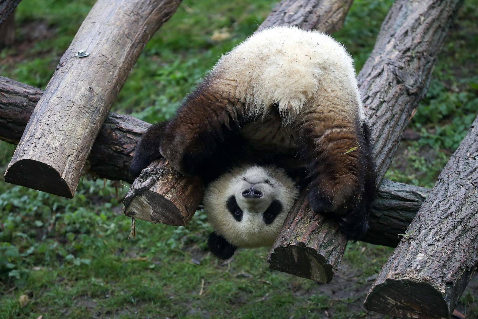 "Tian Bao" wurde im Juni 2016 im Zoo von Brüssel geboren. 