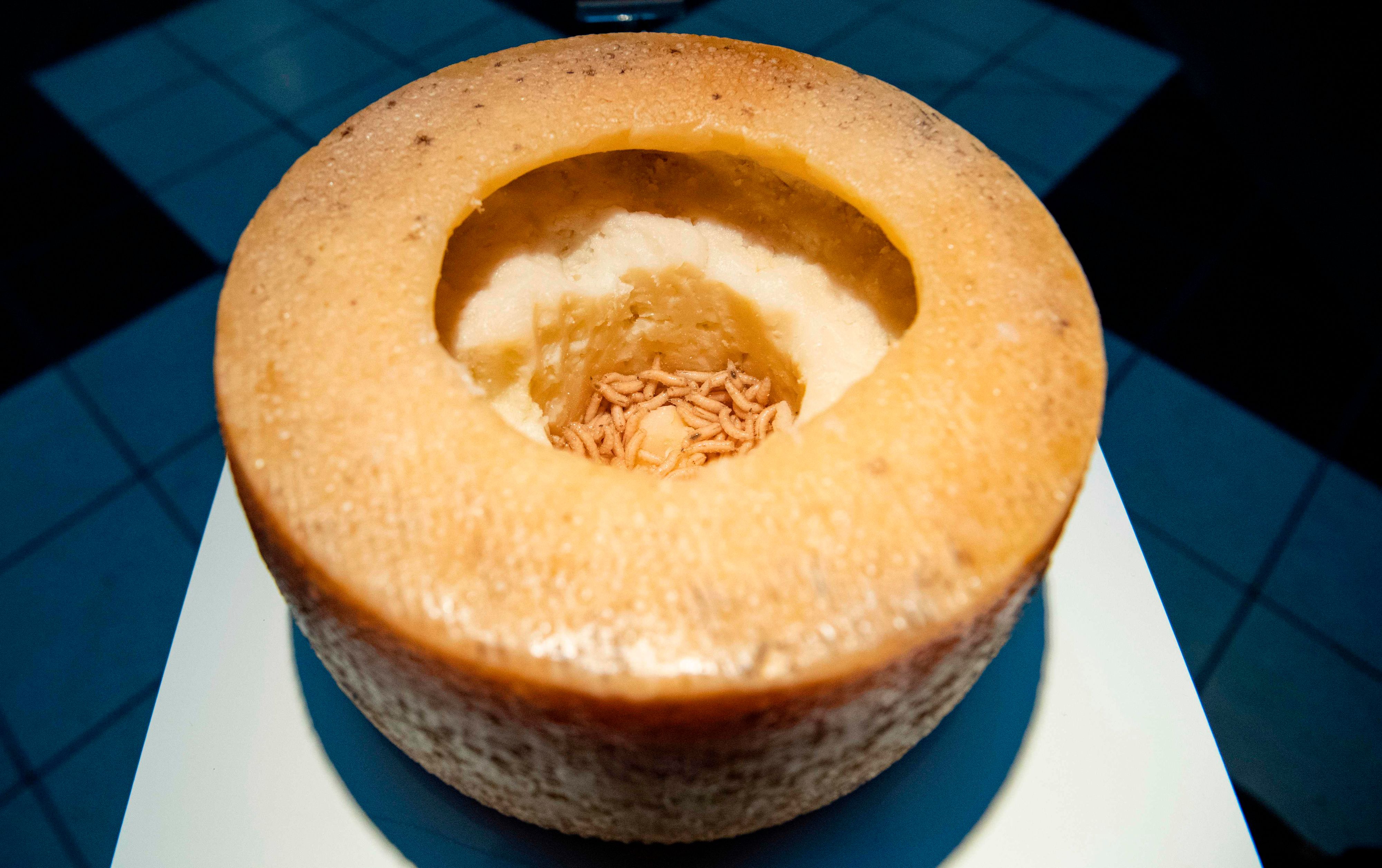Casu Marzu – Käsespezialität mit Maden: Hier für eine Ausstellung im Museum für ekelerregendes Essen in Schweden hergerichtet.