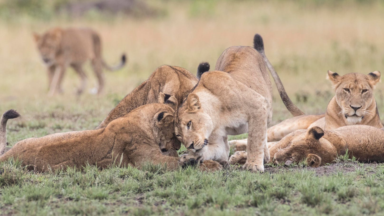 Zuletzt wurden die Überreste von sechs Löwen im Queen Elizabeth National Park gefunden.