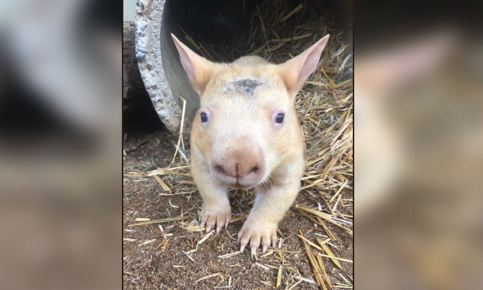 Der "goldfarbene" Wombat namens "Honey Bun" wird gerade zur Sensation in Australien. 