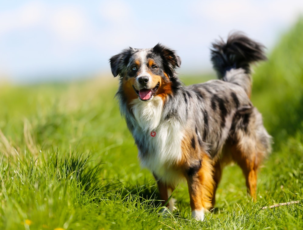 Australian Shepherd/Symbol