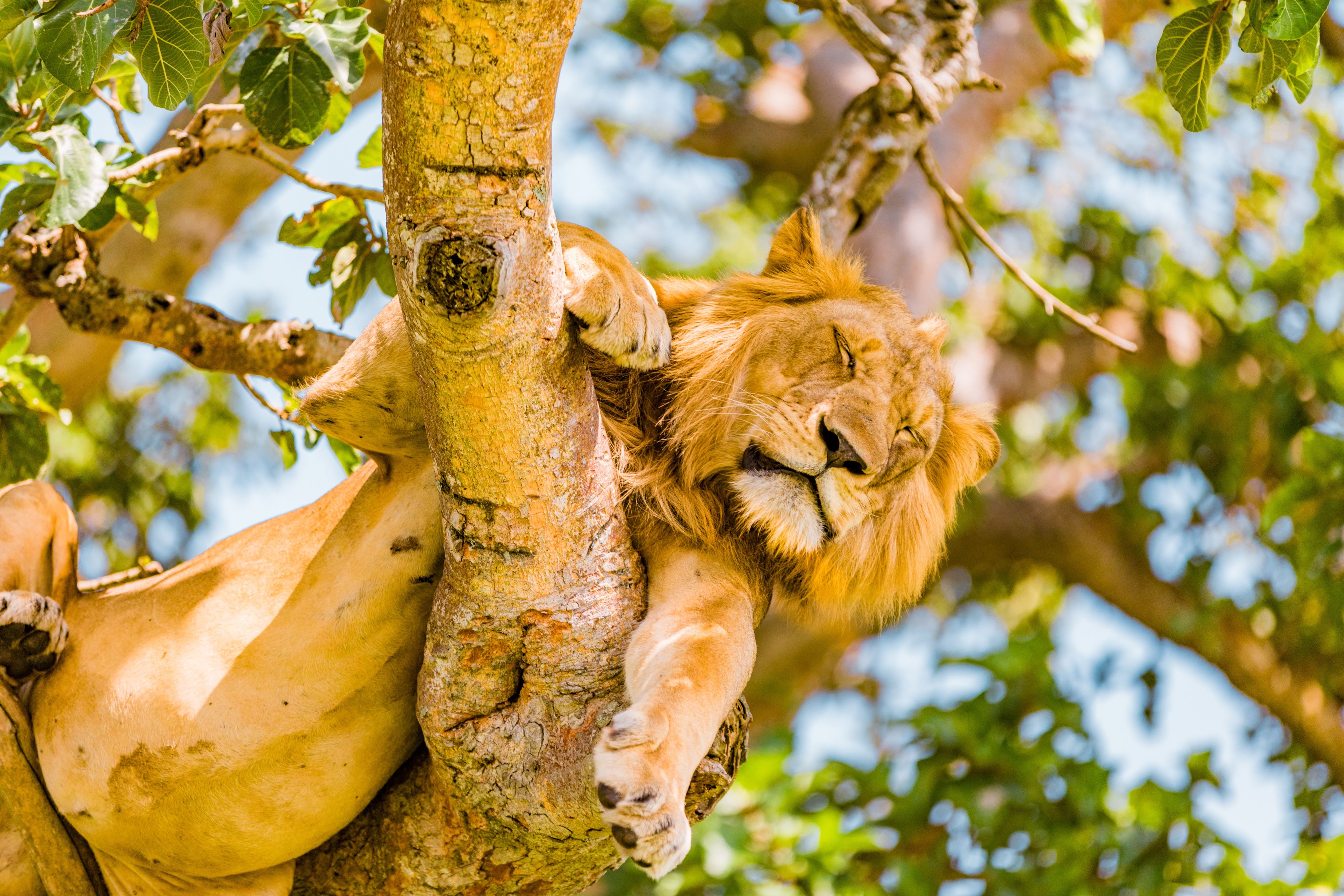 Download von www.picturedesk.com am 23.03.2021 (14:28).  Hanging Lions in the Ishasha sector, Queen Elizabeth National Park, Uganda, East Africa, Africa - 20190614_PD16894 - Rechteinfo: Royalty Free (RF) Model Released