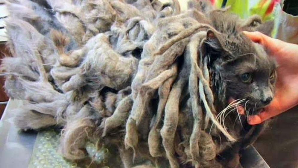 Diese Katze wurde in diesem jämmerlichen Zustand einfach vor die Tür des Tierheims gestellt. 