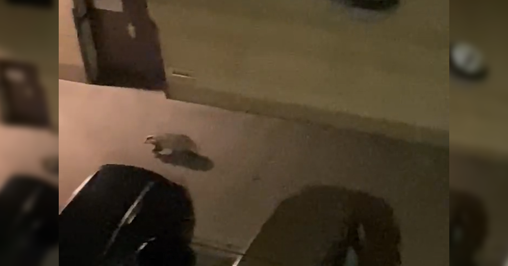 Dieser wilde Dachs war Montagnacht in Wien-Brigittenau unterwegs