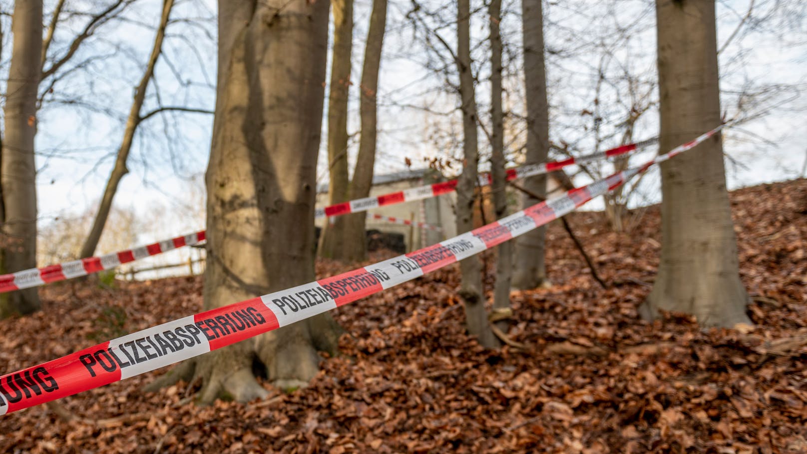 Schlimmes Ende der Vermissten-Suche im Wald