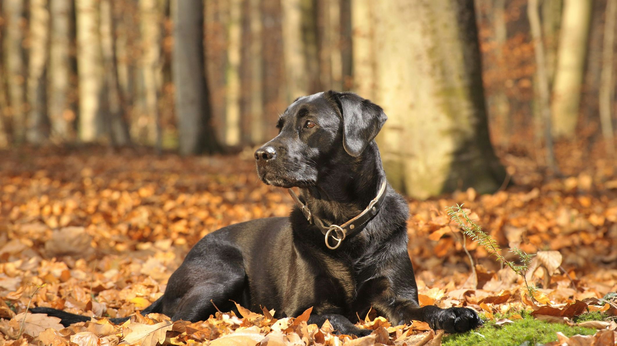 (Symbolbild) Der schwarze Labrador "Boby" wurde rechtswidrig eingeschläfert. 