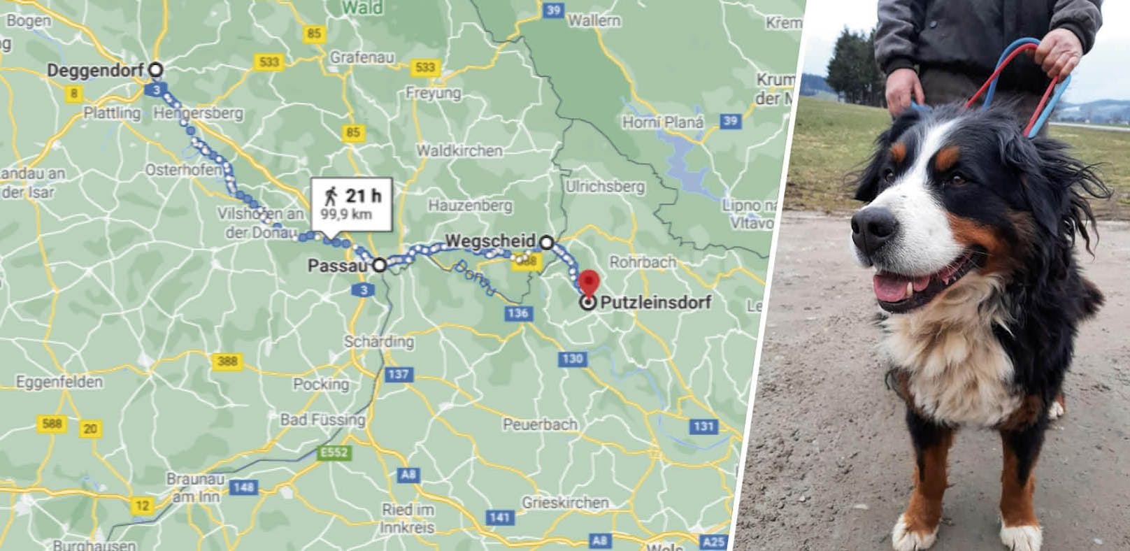 Über diese Route war Paula von ihrem Daheim im deutschen Deggendorf 99 Kilometer bis nach Putzleinsdorf im Bezirk Rohrbach gewandert. 