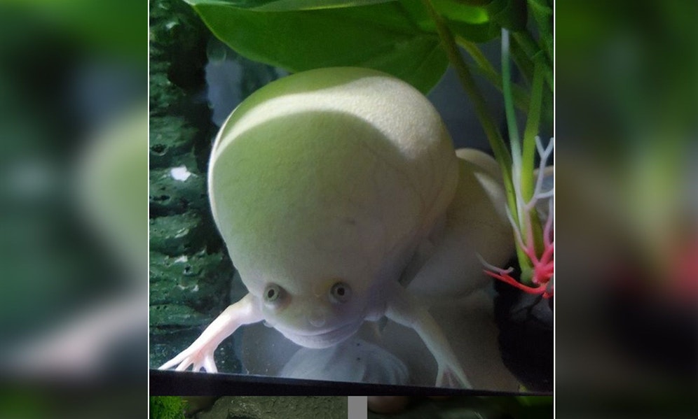 Armes Kerlchen... sieht wirklich aus, wie aus einem Science-Fiction Movie. 