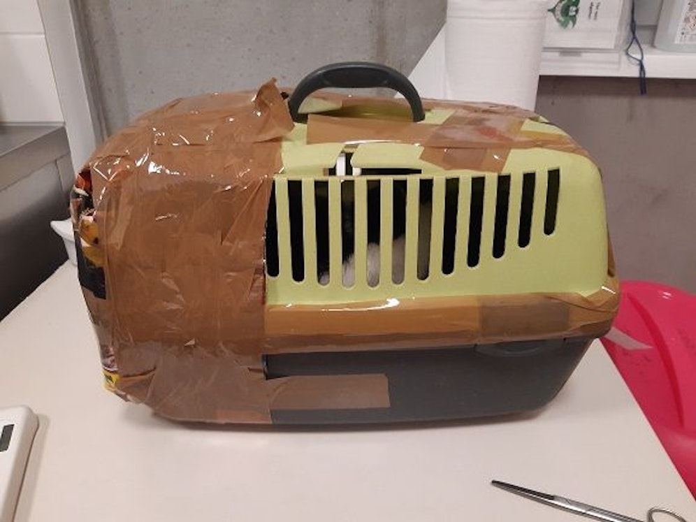Der arme Kater wurde mitten in der Postfilale in seiner Transportbox ausgesetzt. 
