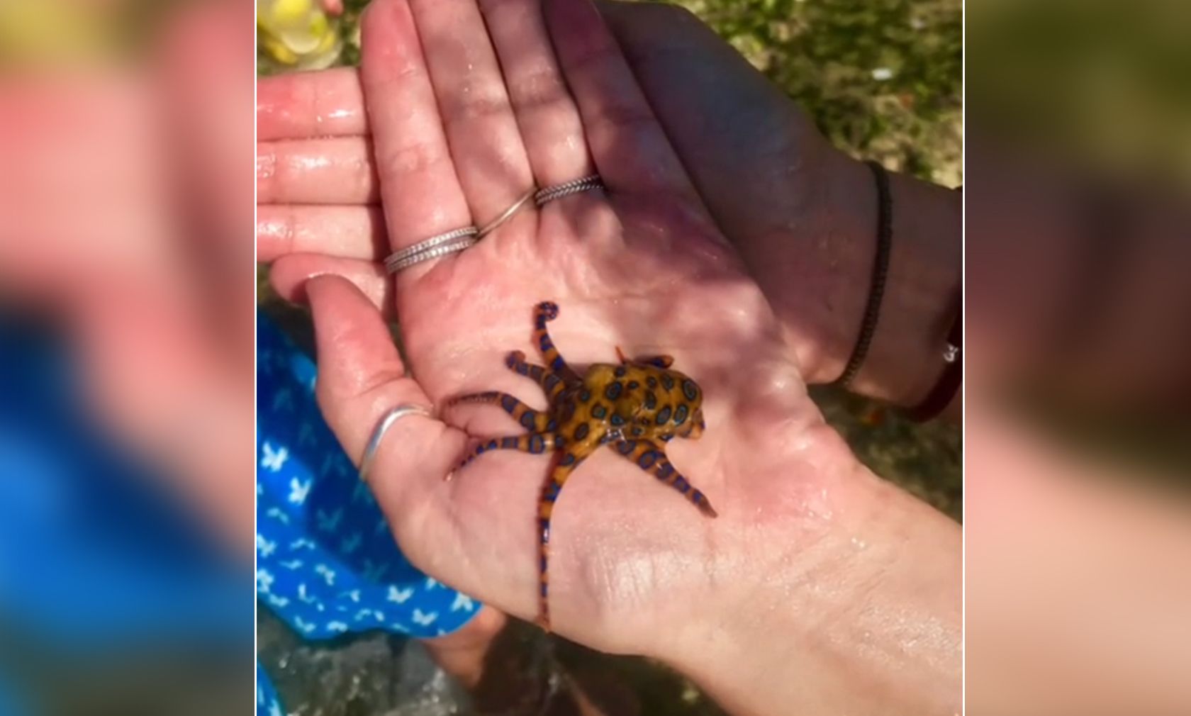 Unwissentlich "spielte" die Amerikanerin Kaylin Phillips auf Bali mit einem hochgiftigen blaugeringelten Kraken.