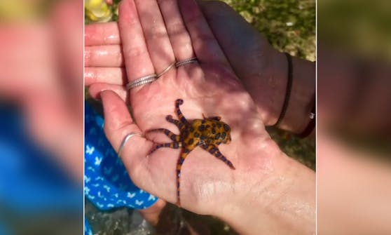 Unwissentlich "spielte" die Amerikanerin Kaylin Phillips auf Bali mit einem hochgiftigen blaugeringelten Kraken.