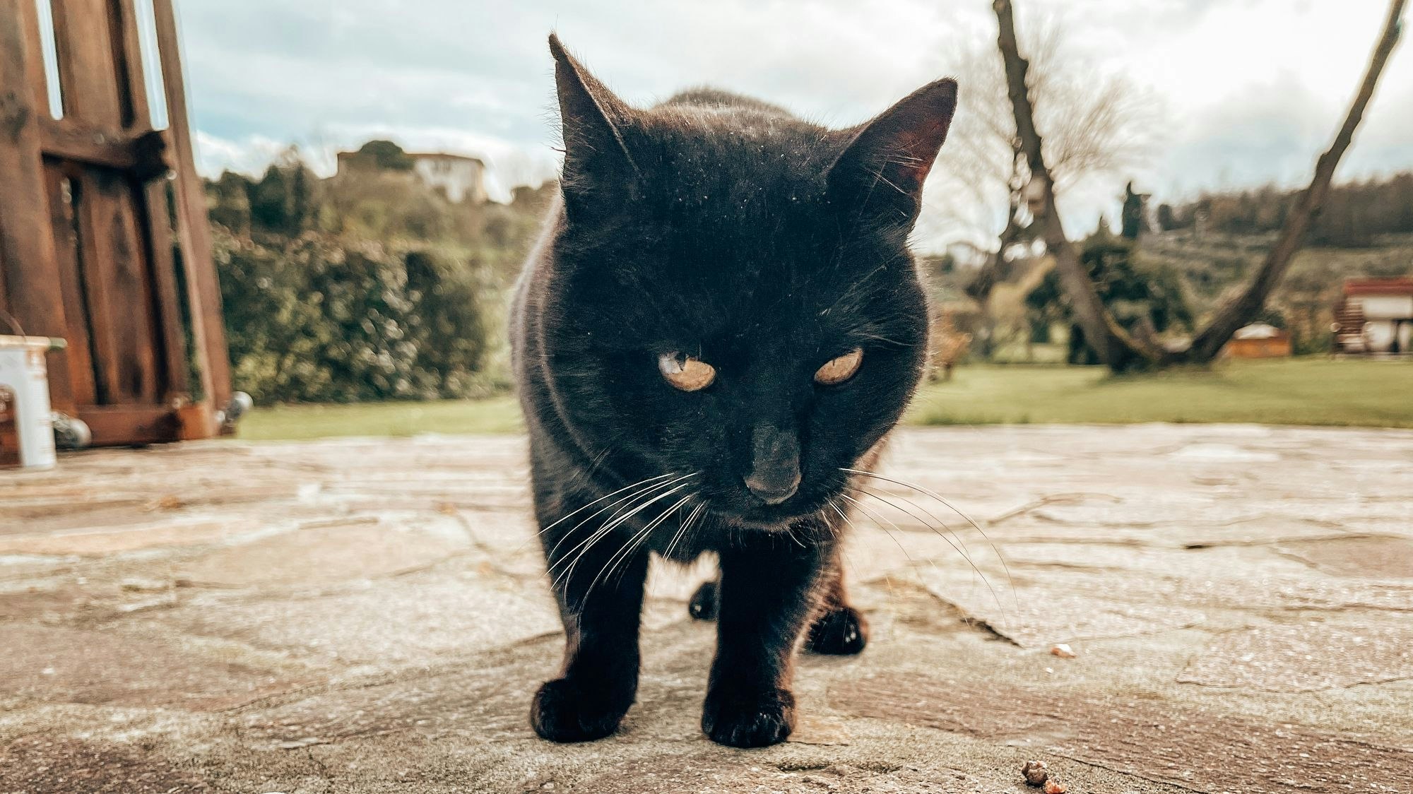 Wissenschafter fanden nun heraus, dass wir Katzen wohl tatsächlich schmecken. 