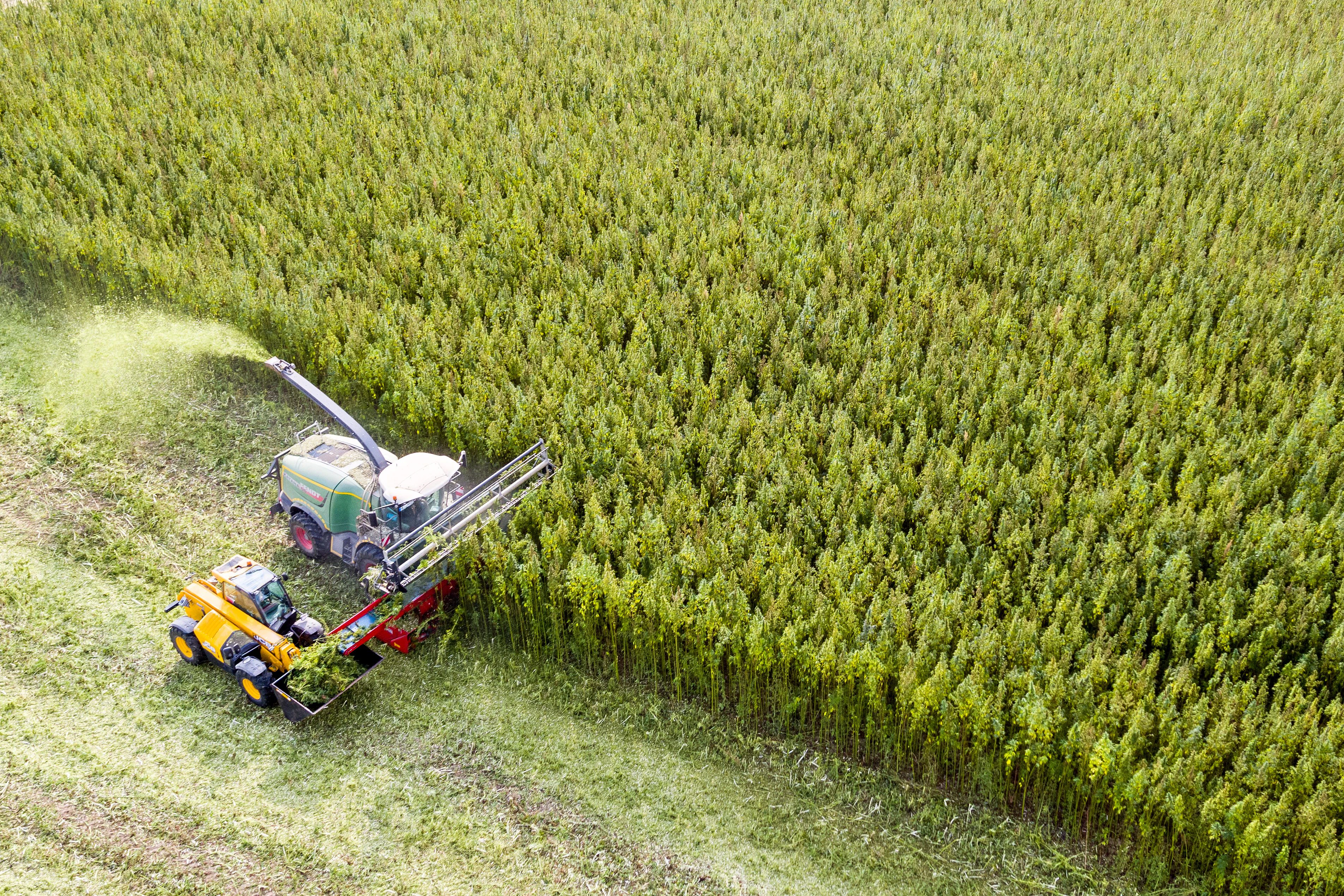 Eine Nuzhanfplantage in Naundorf im deutschen Bundesland Sachsen. 