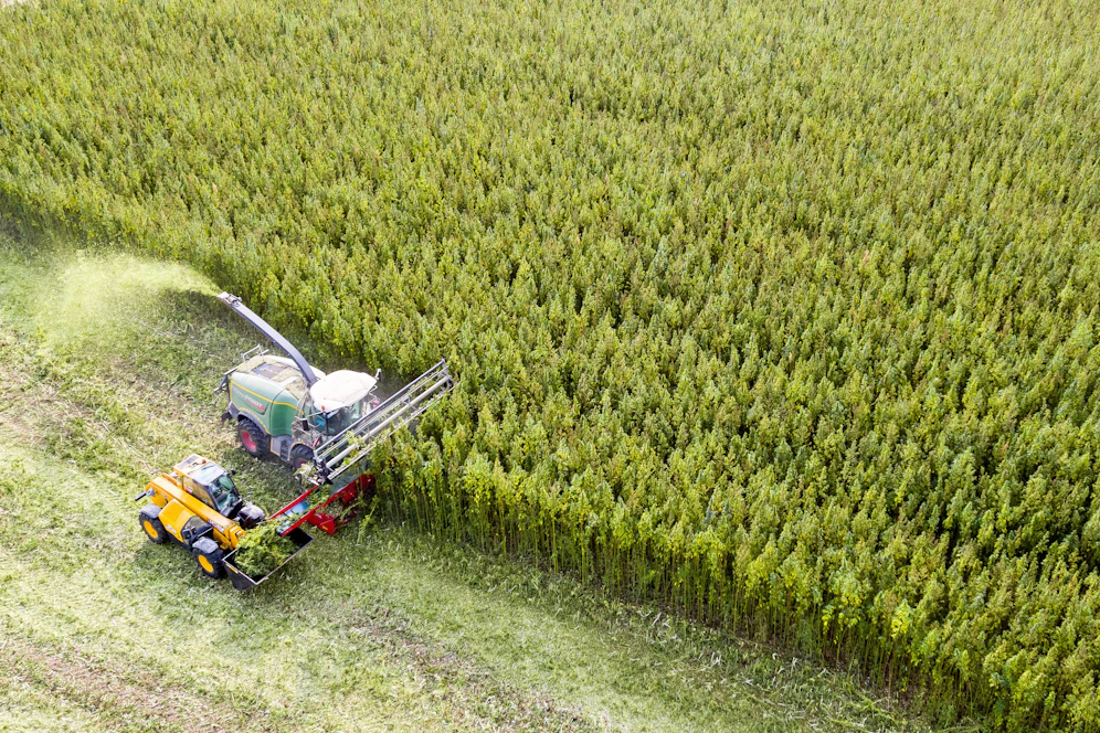 Eine Nuzhanfplantage in Naundorf im deutschen Bundesland Sachsen. 