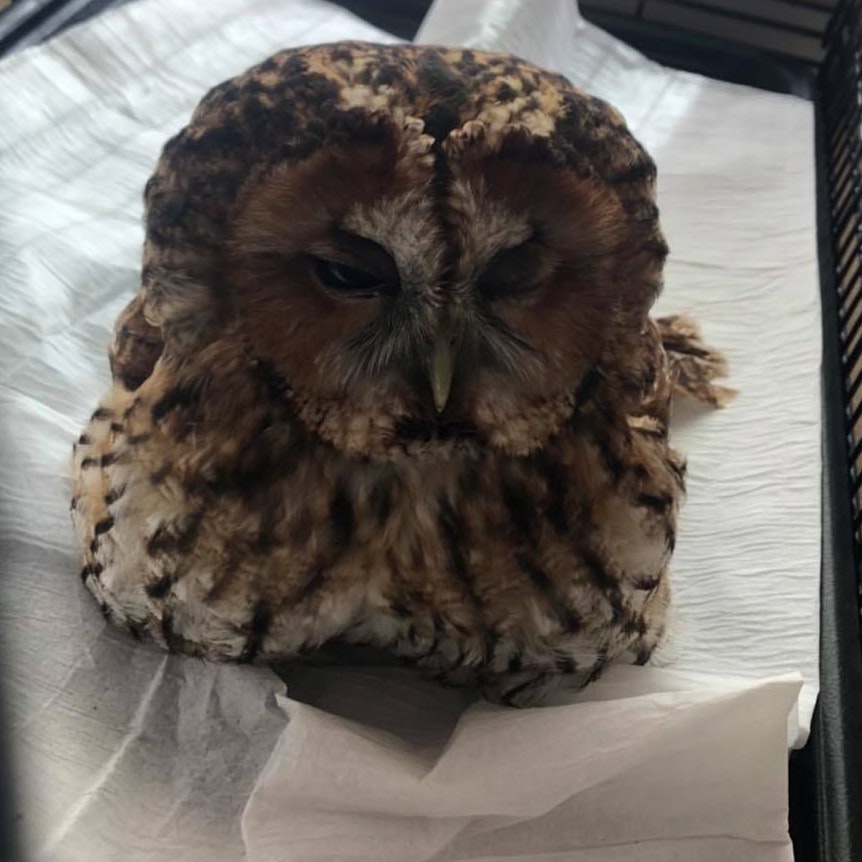 Die Eule musste ärztlich versorgt werden.